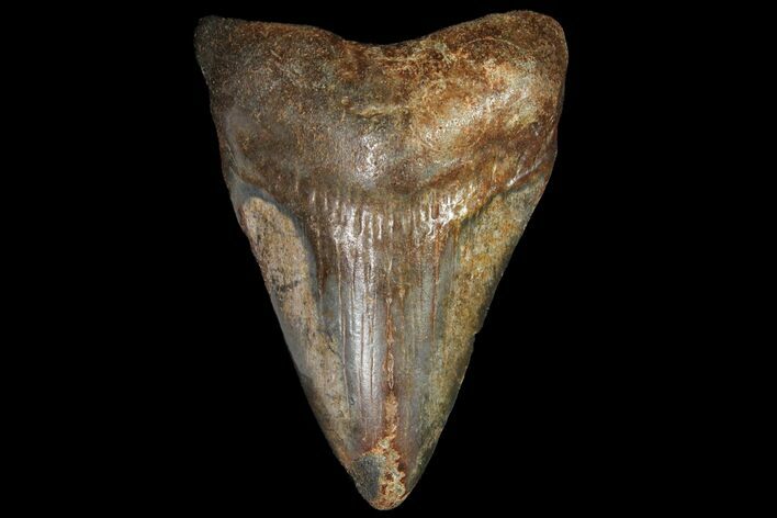 Juvenile Megalodon Tooth - Georgia #115666